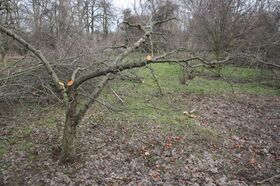 Údržba zeleně | WebJET CMS