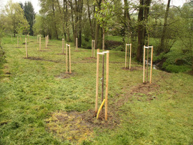 Výsadba stromů | WebJET CMS