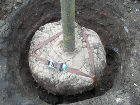 Výsadba stromů | WebJET CMS