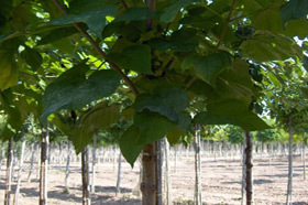 Výsadba stromů | WebJET CMS