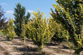 Výsadba stromů | WebJET CMS