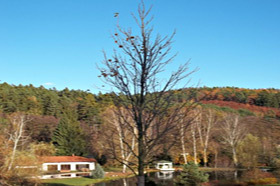 Výsadba stromů | WebJET CMS